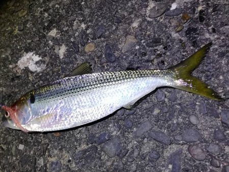 アジ狙いのはずがカサゴラッシュ